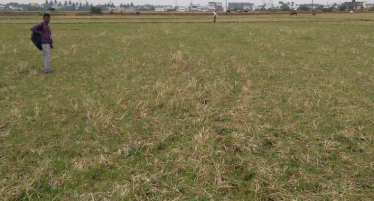 Agriculture Land For Sale at Cheediga, Kakinada