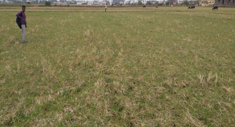 Agriculture Land For Sale at Cheediga, Kakinada