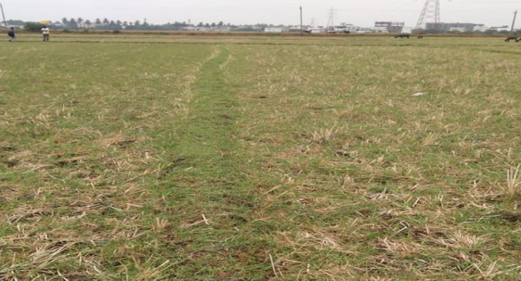 Agriculture Land For Sale at Cheediga, Kakinada