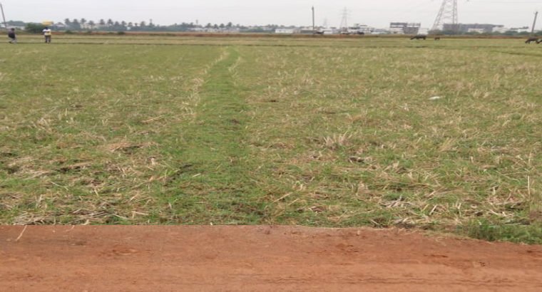 Agriculture Land For Sale at Cheediga, Kakinada