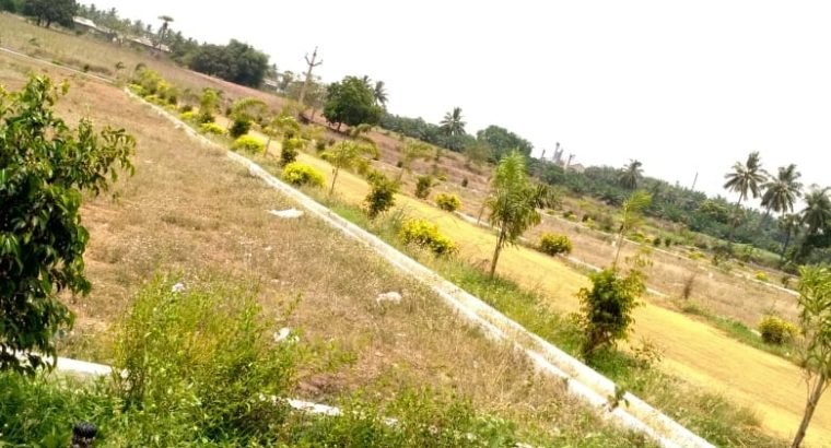 Residential Plots for Sale at Valu Thimmapuram, Peddapuram.