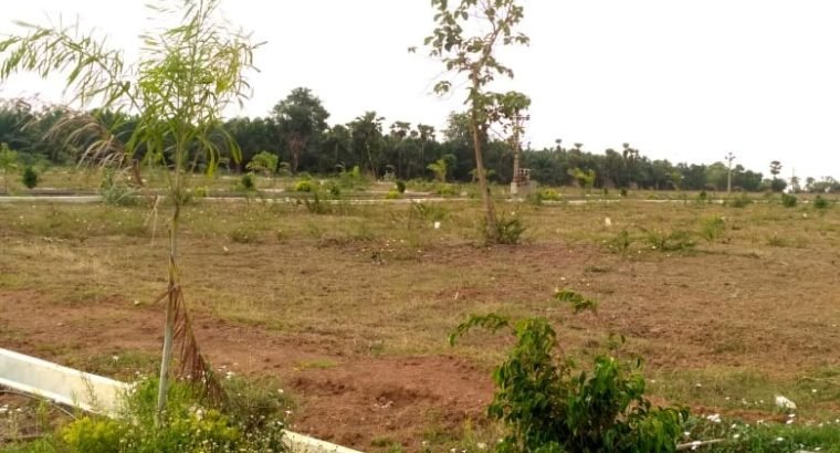 Residential Plots for Sale at Valu Thimmapuram, Peddapuram.