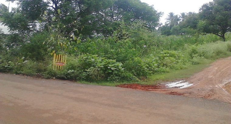 Open Land For Sale at Palakollu