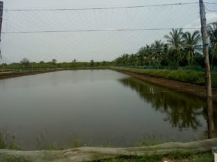 52 cents of Chepala Cheruvu land for Sale in Mudinepalli mandlam peruru gramam.