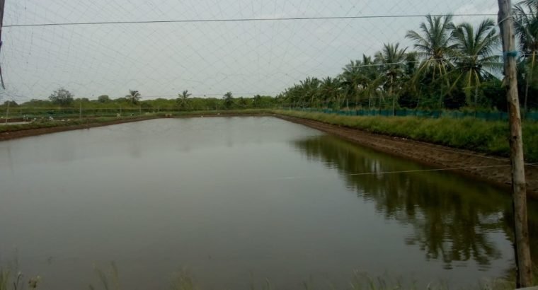 52 cents of Chepala Cheruvu land for Sale in Mudinepalli mandlam peruru gramam.