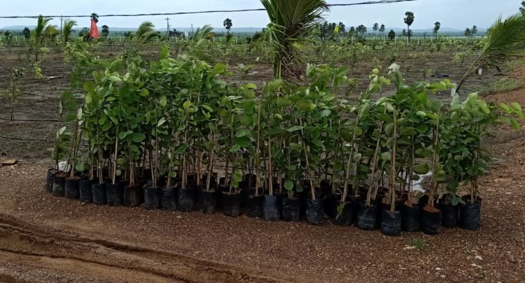 Aamogha Gardens – Easy EMI Options on Sandalwood Plantation @ Rajahmundry