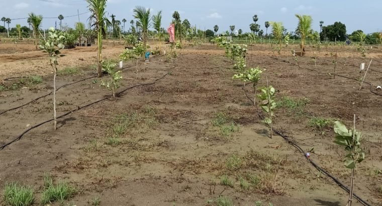 Aamogha Gardens – Easy EMI Options on Sandalwood Plantation @ Rajahmundry