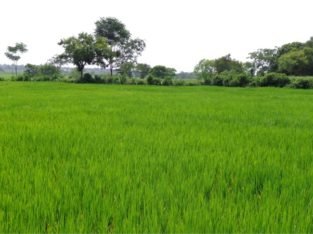 8 Acres Land for Sale at Yadagirigutta, Yadadri District.