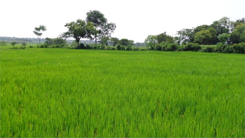 8 Acres Land for Sale at Yadagirigutta, Yadadri District.