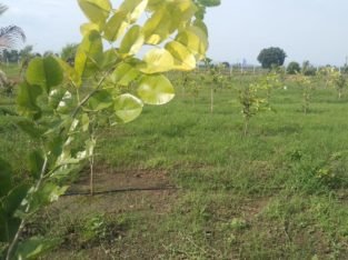 Aamogha Gardens – Easy EMI Options on Sandalwood Plantation @ Kakinada