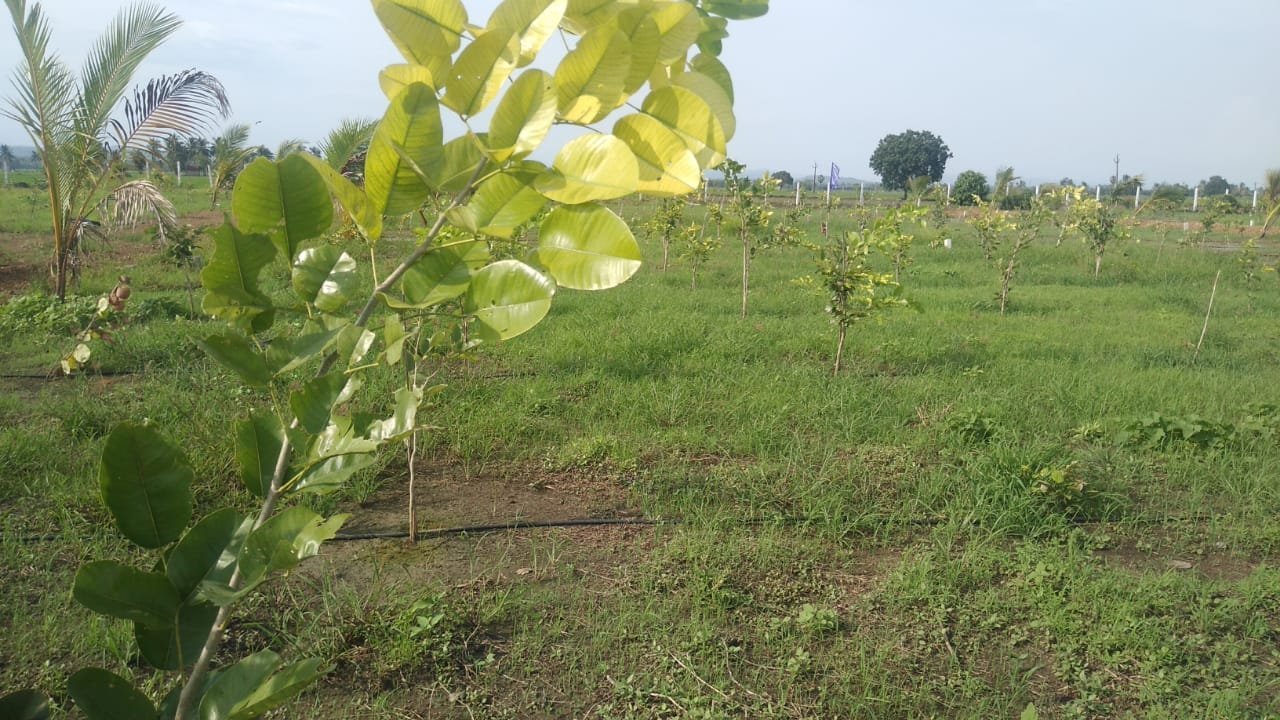 Aamogha Gardens – Easy EMI Options on Sandalwood Plantation @ Kakinada