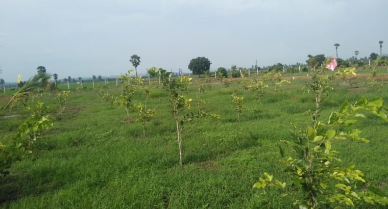 Aamogha Gardens – Easy EMI Options on Sandalwood Plantation @ Kakinada