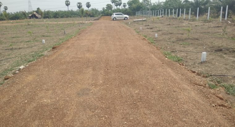 Aamogha Gardens – Easy EMI Options on Sandalwood Plantation @ Kakinada