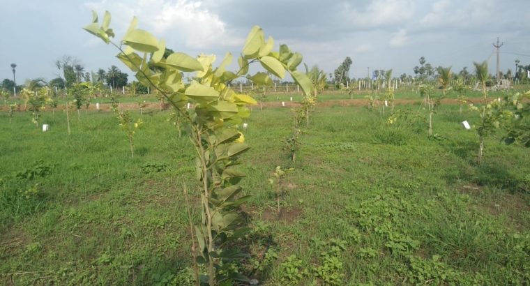 Aamogha Gardens – Easy EMI Options on Sandalwood Plantation @ Kakinada