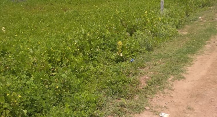 Open Land For Sale Near Ramachandra Function Hall, Penumadam ByPass Road, Palakollu