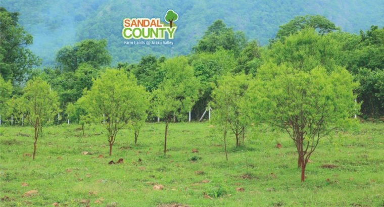 Sandal Wood Plantation Plots for Sale at Aaraku Valley