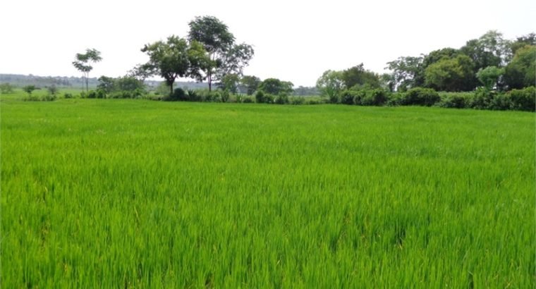 Agricultural Land For Sale at Sriramnagar, Rajanagaram.