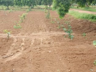 Farm lands in Krishna district low pricess