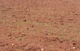 10 Acres Agricultural Land For Sale at Vedadri road, Nandigama