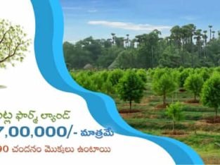 Highway Face Red Sandalwood & Agar wood Plantation Plots