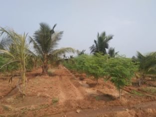 Coconut Garden For Sale at Ranastalam, Srikakulam