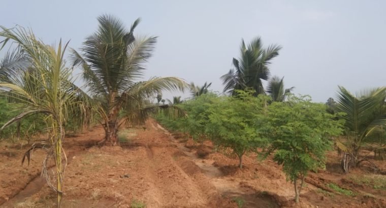 Coconut Garden For Sale at Ranastalam, Srikakulam