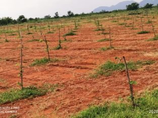 Red Sandalwood Plantation Plots For Sale at Podili, Prakasam District.