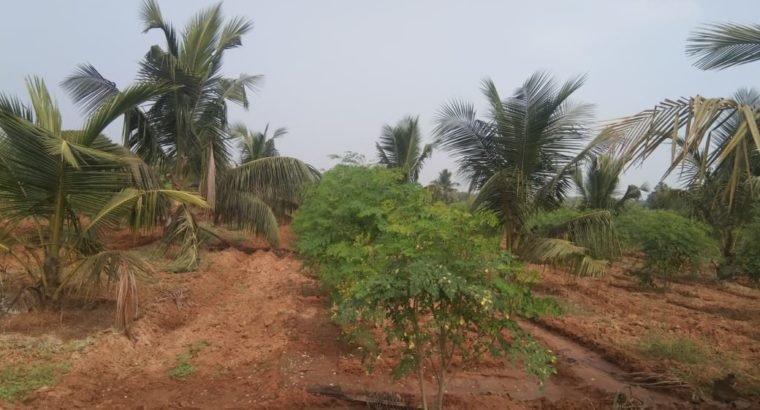 Coconut Garden For Sale at Ranastalam, Srikakulam