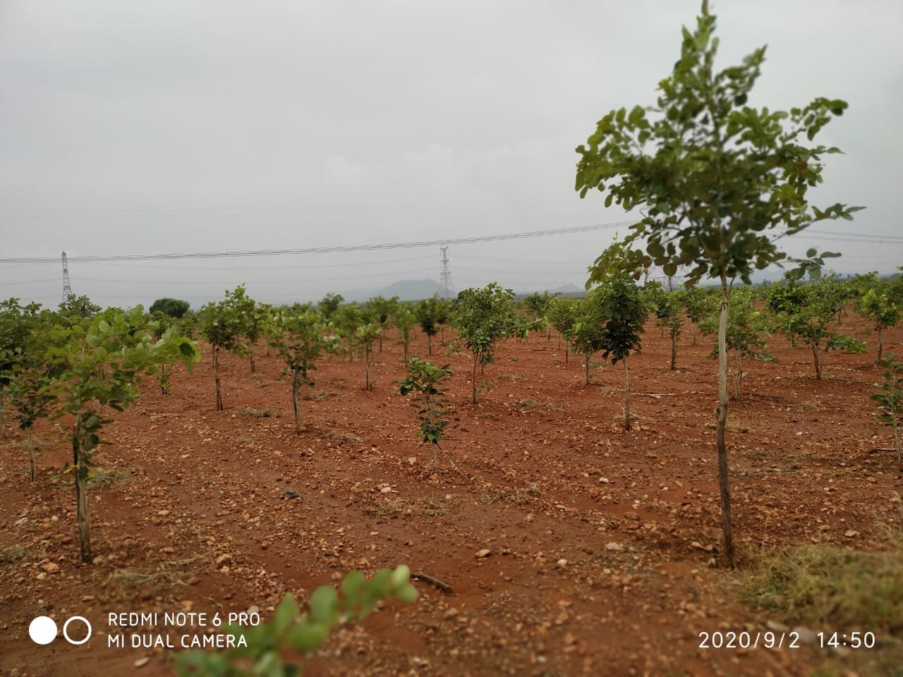 Vasudha INFRA Projects RedSandal Plantation farms - Red sandal wood  plantation land for sale. 1210 Sq Yards. Very affordable investment for  good returns. Price start from 5,00,000/-only sing up for more details |  Facebook