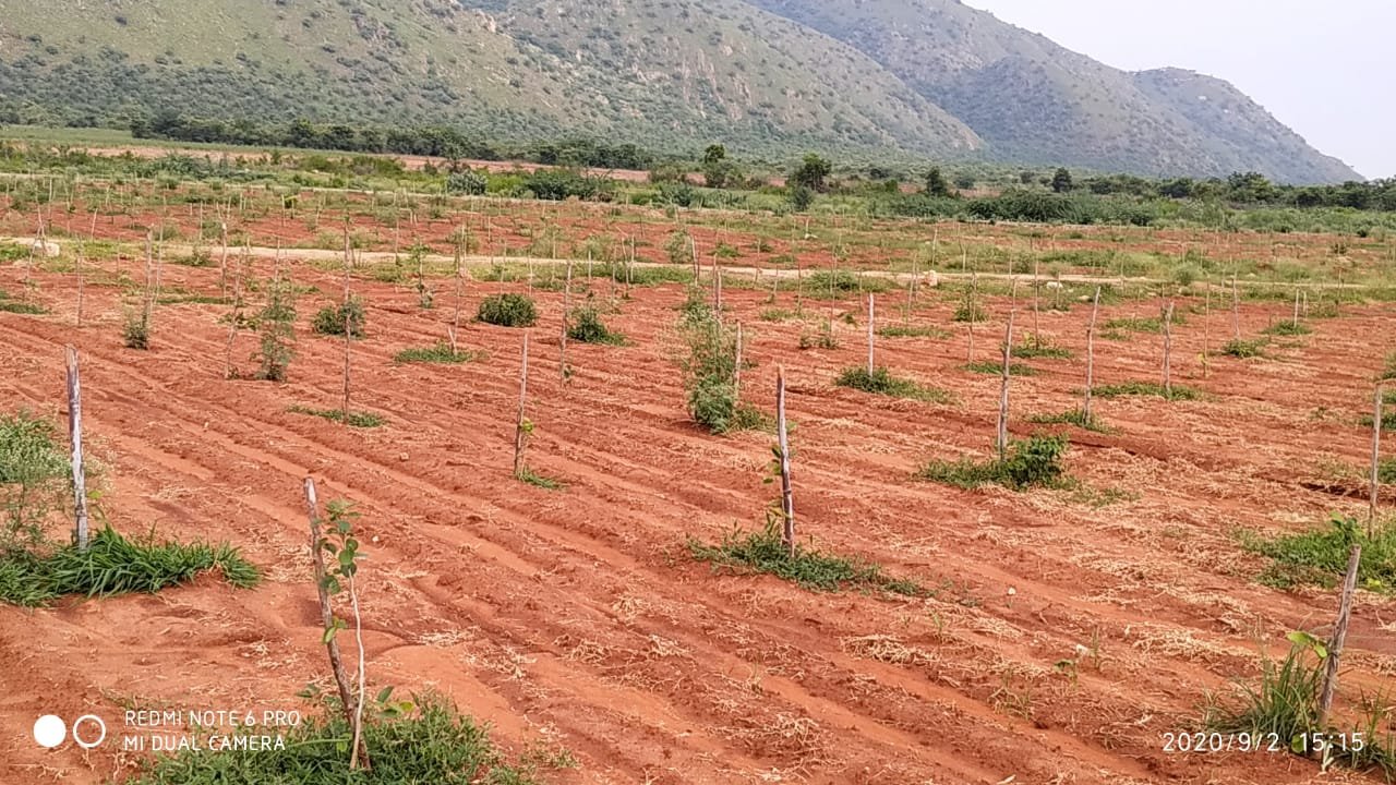 Is it safe to invest in red sandalwood plantation in Andhra Pradesh? I  found some companies in AP sells their plots with red sandal plants, and  giving 10 years free maintenance and