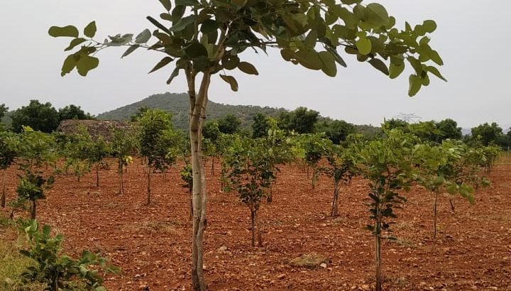 Red Sandalwood Plantation Lands for Sale @ Kanigiri - YouTube