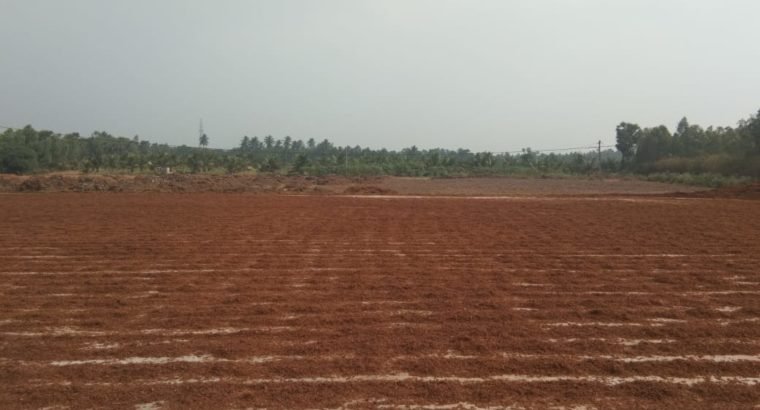 Coconut Garden For Sale at Ranastalam, Srikakulam