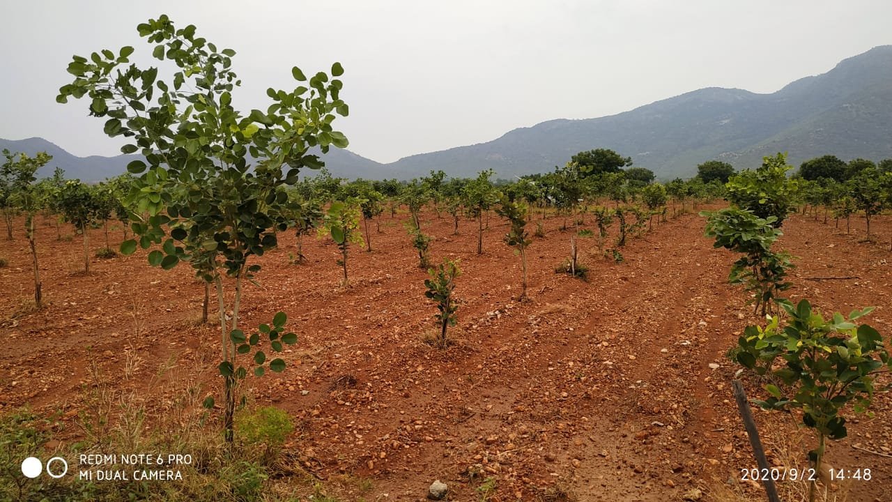 Red Sandalwood Plantation - Sandalwood Farmlands In Andhrapradesh