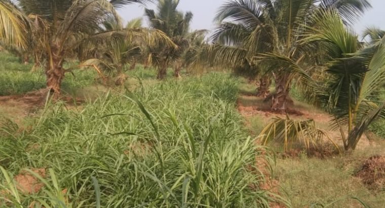 Coconut Garden For Sale at Ranastalam, Srikakulam