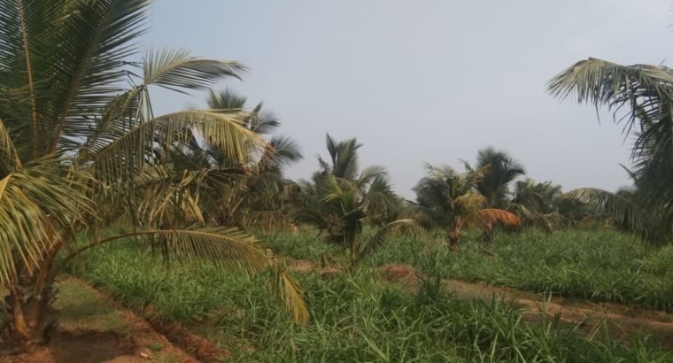 Coconut Garden For Sale at Ranastalam, Srikakulam