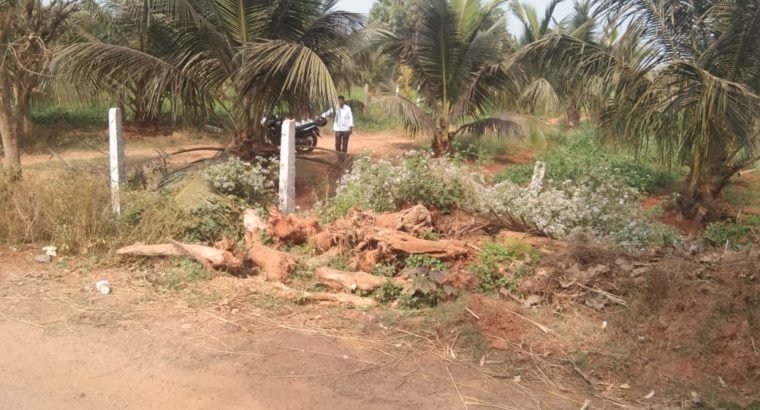 Coconut Garden For Sale at Ranastalam, Srikakulam