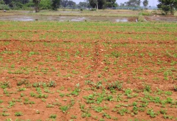 Agricultural Land for Lease at Thirumalayapalem Mandal, Khammam Dist.