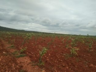 Farm Land Plots for Sale at Markapur Road, Garladinne Village, Prakasam Dist