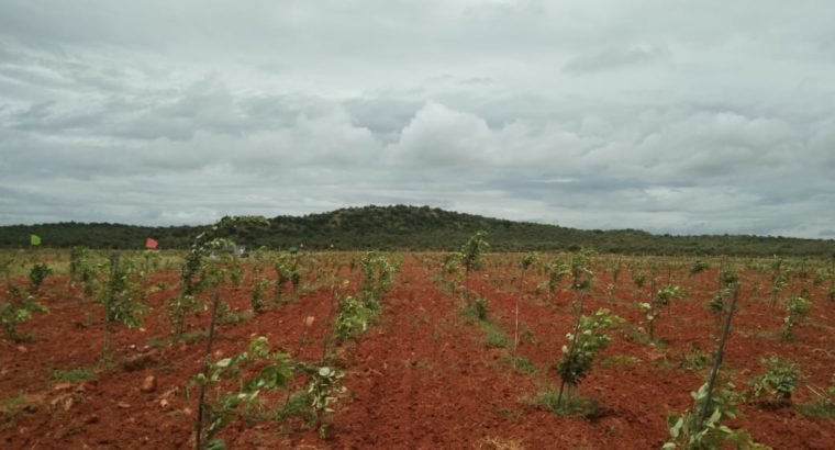 Farm Land Plots for Sale at Markapur Road, Garladinne Village, Prakasam Dist