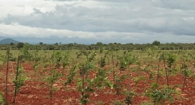 Farm Land Plots for Sale at Markapur Road, Garladinne Village, Prakasam Dist