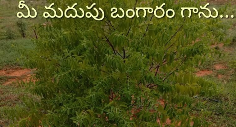 Farm Land Plots for Sale at Markapur Road, Garladinne Village, Prakasam Dist