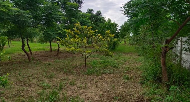 Farm Land Plots for Sale at Chimalakondur, Mothkur Road, Yadadri.