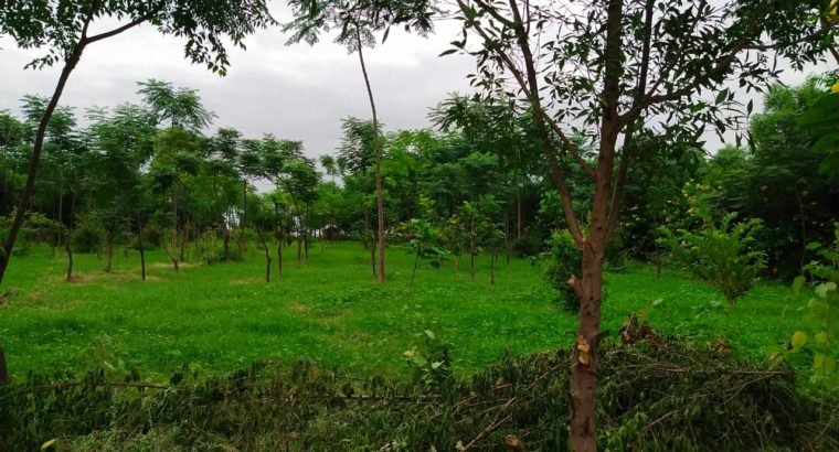 Farm Land Plots for Sale at Chimalakondur, Mothkur Road, Yadadri.