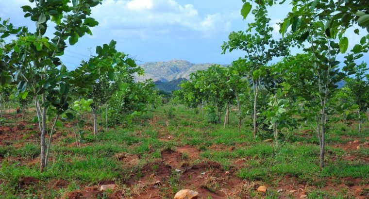 Farm Land Plots for Sale at Kanigiri,Prakasam District