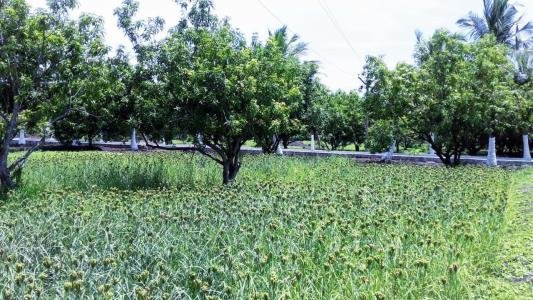 30 Guntas Farm Land For Sale Near Narayanapura Bhupalpally Highway.